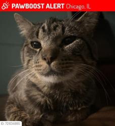 Lost Male Cat last seen Kimball and wilson, Chicago, IL 60625