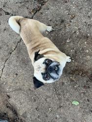 Found/Stray Male Dog last seen S Edgefield Ave by the Elementary School, Dallas, TX 75224
