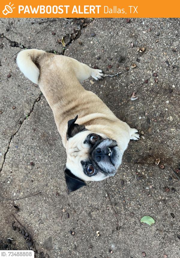 Found/Stray Male Dog last seen S Edgefield Ave by the Elementary School, Dallas, TX 75224