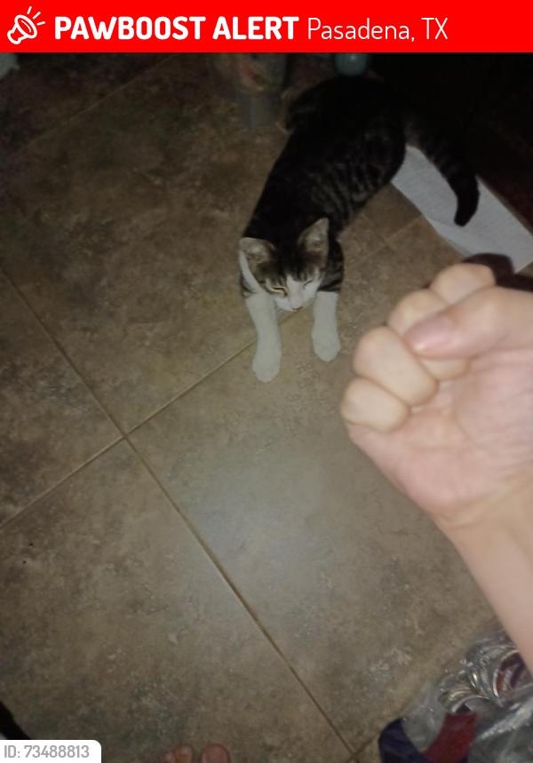 Lost Male Cat last seen Corners of Fairdale and Fairwood/Fairglen, Pasadena, TX 77505