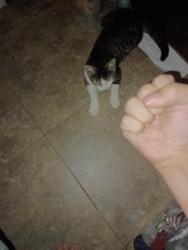 Lost Male Cat last seen Corners of Fairdale and Fairwood/Fairglen, Pasadena, TX 77505