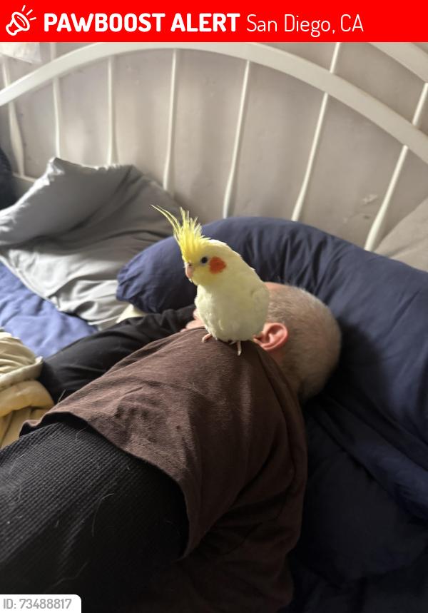 Lost Unknown Bird last seen near Parkside Market, San Diego, CA 92104