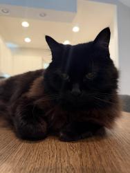 Reunited Male Cat last seen Parkway Crossing, by Walmart, Grove City, OH 43123