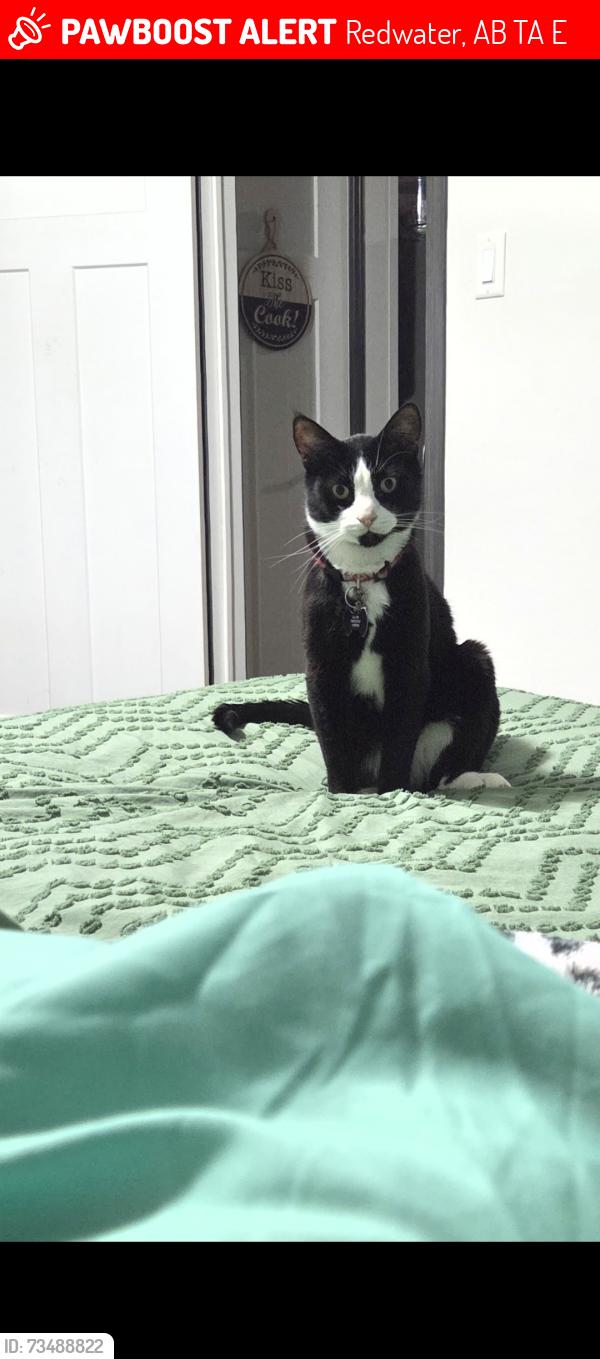 Lost Male Cat last seen Eastview crescent, Redwater, AB T0A 0E6