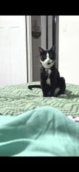 Lost Male Cat last seen Eastview crescent, Redwater, AB T0A 0E6