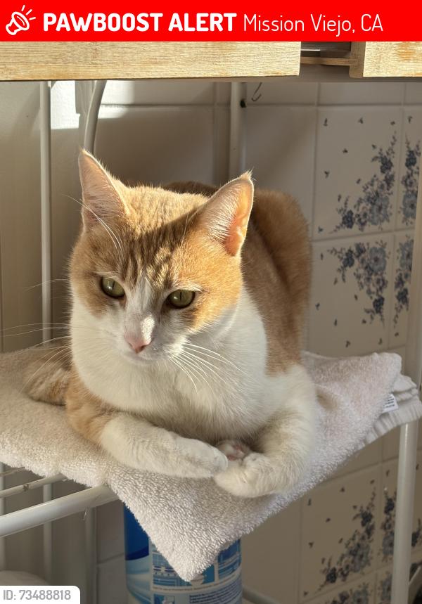 Lost Male Cat last seen Alicia and Trabuco, Mission Viejo, CA 92691