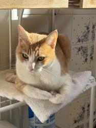 Lost Male Cat last seen Alicia and Trabuco, Mission Viejo, CA 92691