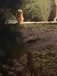 Found/Stray Unknown Dog last seen 99th and 26th Ave, Hazel Dell, WA 98665