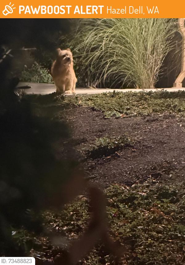 Found/Stray Unknown Dog last seen 99th and 26th Ave, Hazel Dell, WA 98665