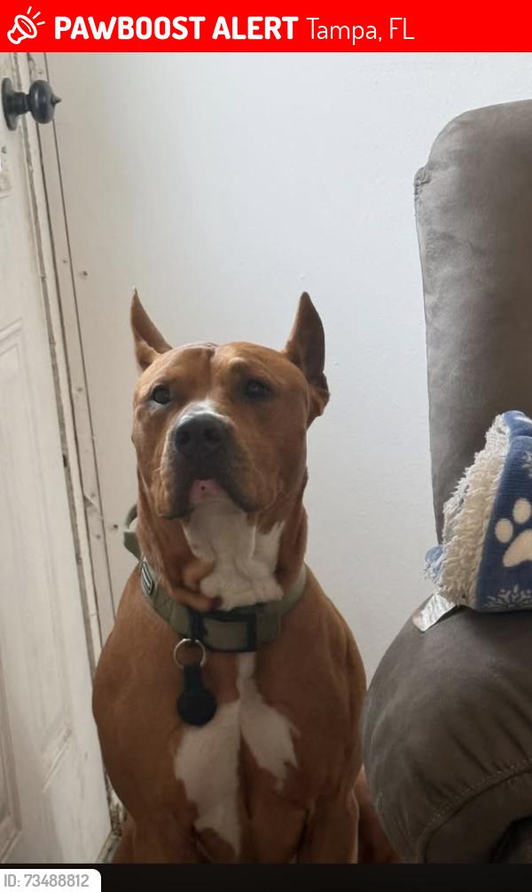 Lost Male Dog last seen I-75 S Tampa, FL 33647 United States, Tampa, FL 33647