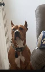 Lost Male Dog last seen I-75 S Tampa, FL 33647 United States, Tampa, FL 33647
