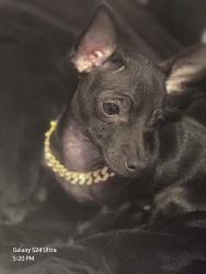 Lost Male Dog last seen Lawson, Seagoville, TX 75159