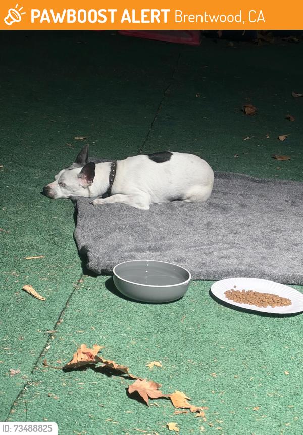 Found/Stray Male Dog last seen Dainty and Central, Brentwood, CA 94513