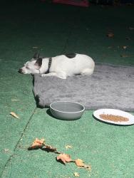 Found/Stray Male Dog last seen Dainty and Central, Brentwood, CA 94513