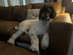 Reunited Male Dog last seen 15th Ave. and Weldon Ave., Phoenix, AZ 85015