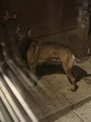 Reunited Unknown Dog last seen FM 3136, Cleburne, TX, Cleburne, TX 76031