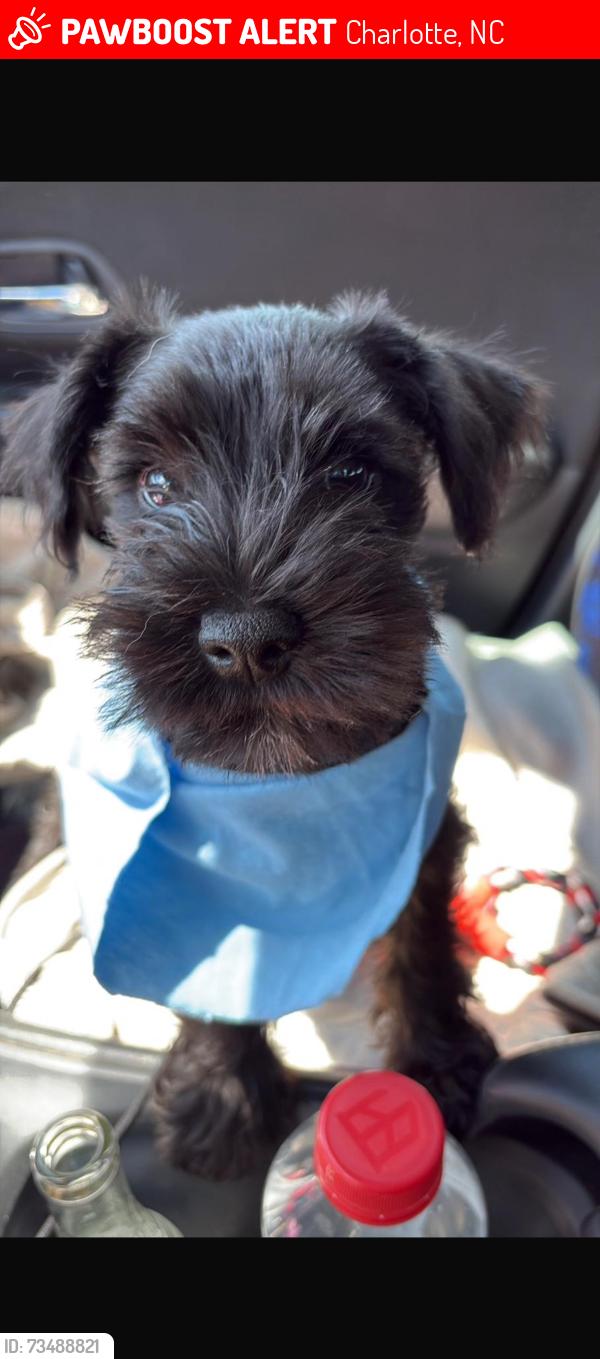 Lost Male Dog last seen Hickory grove Elementary School, Charlotte, NC 28215