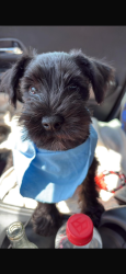 Lost Male Dog last seen Hickory grove Elementary School, Charlotte, NC 28215