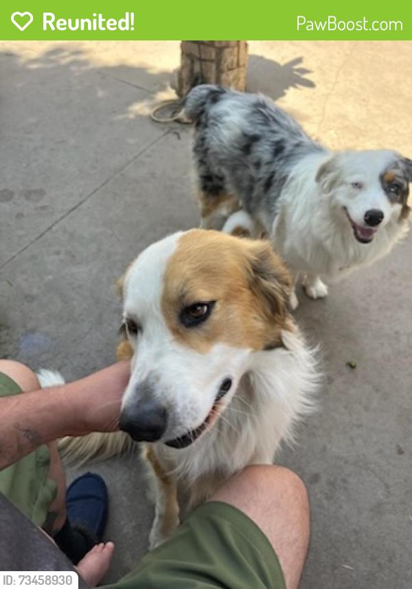 Reunited Male Dog last seen 187th st in Artesia, Artesia, CA 90701