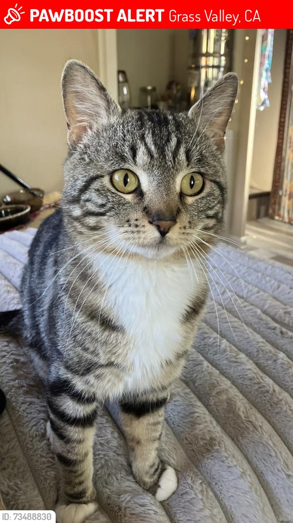 Lost Male Cat last seen Little Deer Creek rd/ Slate creek rd, Grass Valley, CA 95945