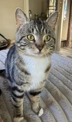 Lost Male Cat last seen Little Deer Creek rd/ Slate creek rd, Grass Valley, CA 95945