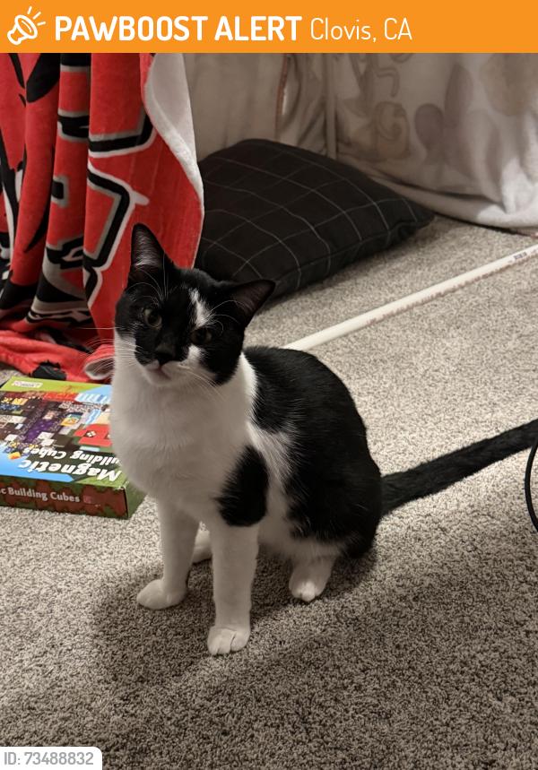 Found/Stray Male Cat last seen Shaw Ave and Locan, Clovis CA, Clovis, CA 93619