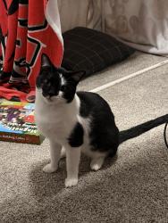 Found/Stray Male Cat last seen Shaw Ave and Locan, Clovis CA, Clovis, CA 93619