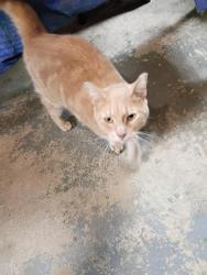 Found/Stray Male Cat last seen Maple and Costello, Oxford, PA 19363