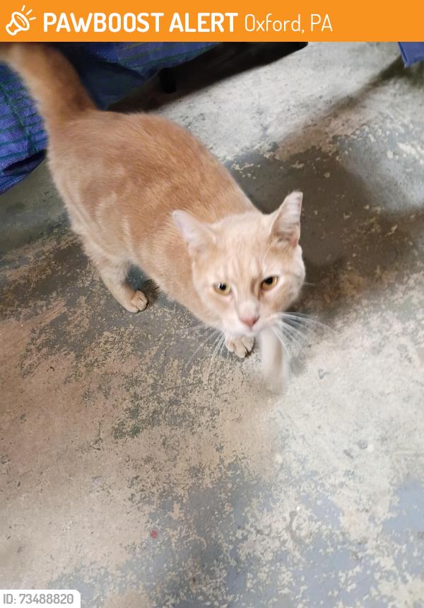 Found/Stray Male Cat last seen Maple and Costello, Oxford, PA 19363