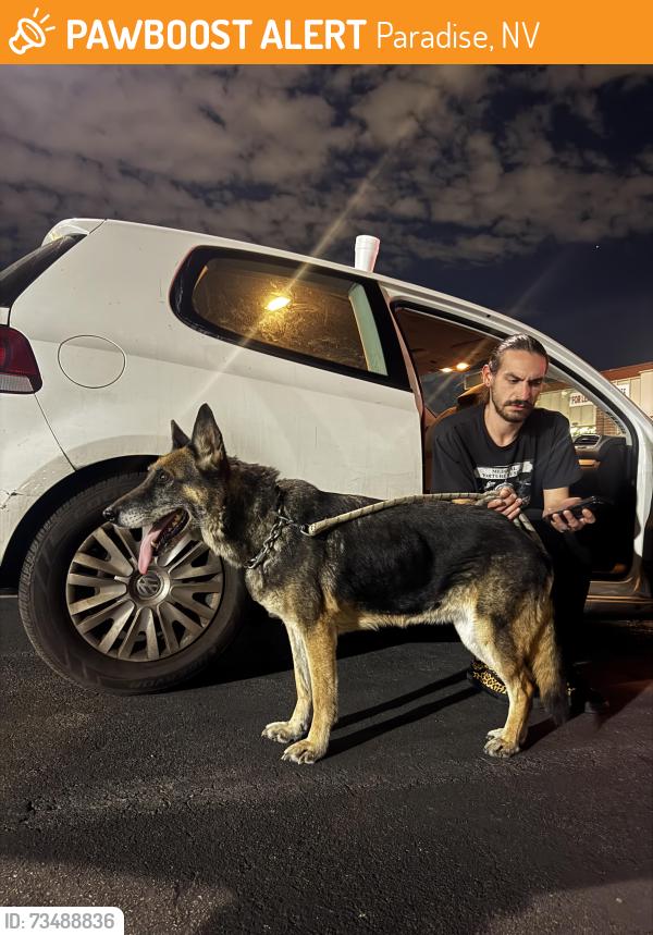 Found/Stray Female Dog last seen Island bar next to the smiths, Paradise, NV 89119