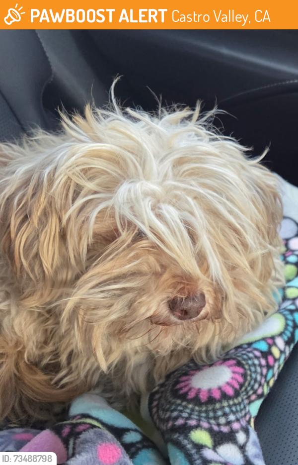 Found/Stray Male Dog last seen Near Eden Animal hosp, Castro Valley, CA 94546