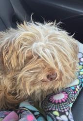 Found/Stray Male Dog last seen Near Eden Animal hosp, Castro Valley, CA 94546