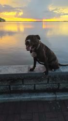 Reunited Male Dog last seen Fish camp and 44 sonoco, Grand Island, FL 32735