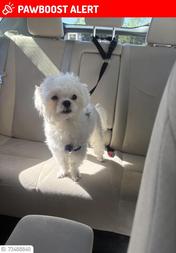 Lost Male Dog last seen West Ranch High School, Starbucks, Stevenson Ranch, CA 91381