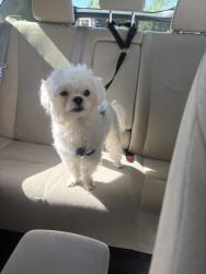 Lost Male Dog last seen West Ranch High School, Starbucks, Stevenson Ranch, CA 91381
