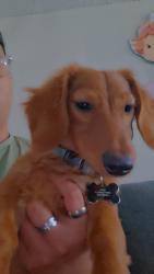 Reunited Male Dog last seen Hampton & tower, Aurora, CO 80013