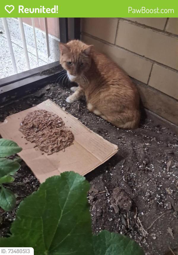 Reunited Male Cat last seen 45th St and palisade avenue, Union City, NJ 07087