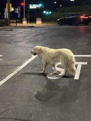 Found/Stray Unknown Dog last seen Cabazon outlets near the Tesla chargers, Cabazon, CA 92230