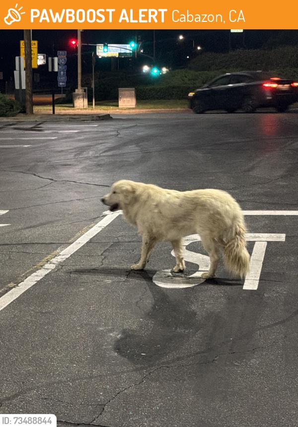 Found/Stray Unknown Dog last seen Cabazon outlets near the Tesla chargers, Cabazon, CA 92230