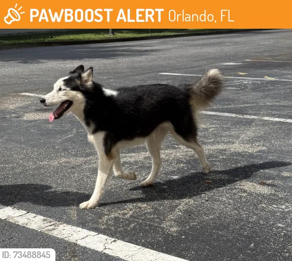Rehomed Female Dog last seen Lark central florida, Orlando, FL 32826