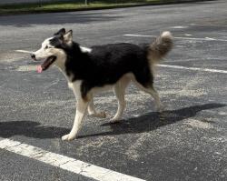 Found/Stray Female Dog last seen Lark central florida, Orlando, FL 32826