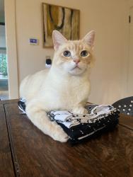 Lost Male Cat last seen 66th Ave S & S Ryan St, Seattle, WA 98178