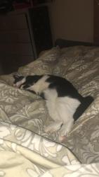 Lost Male Cat last seen Croton ave, Ossining, NY 10510
