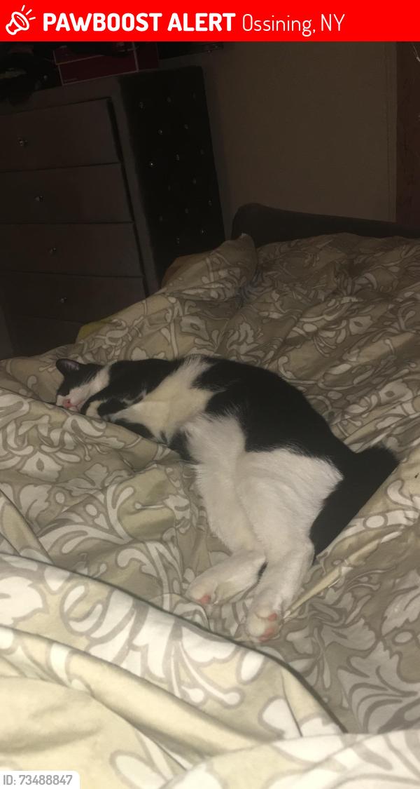 Lost Male Cat last seen Croton ave, Ossining, NY 10510