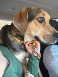 Reunited Male Dog last seen SE 122nd and Kelly Street, Portland, OR 97266