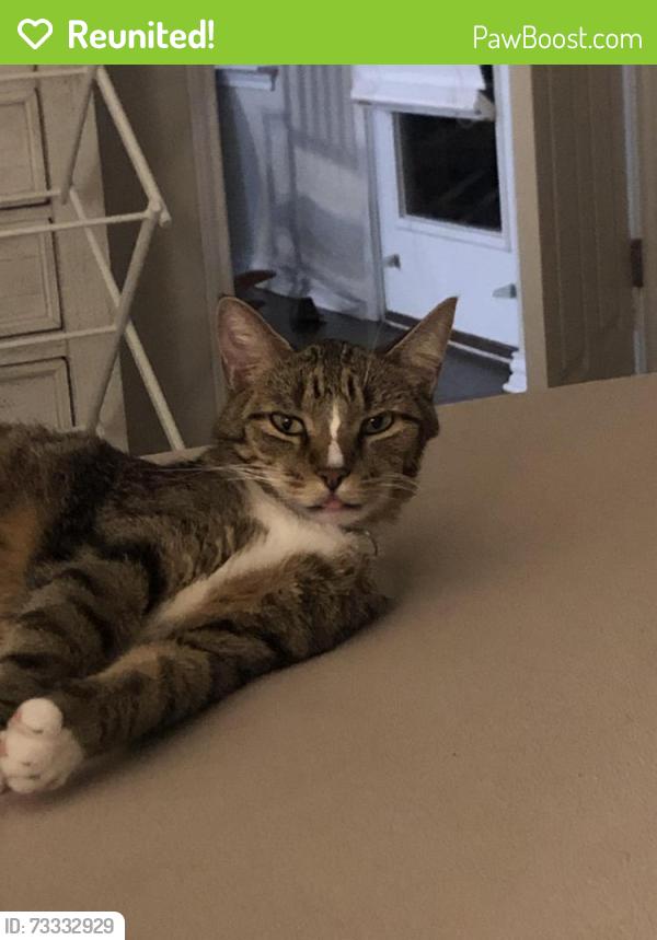 Reunited Male Cat last seen Tulip Garden Trail near Pyland Ranch, La Cima community San Marcos TX, San Marcos, TX 78666