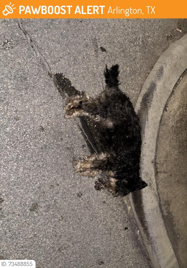 Found/Stray Unknown Dog last seen Green Oaks and Arkansas, Arlington, TX 76013