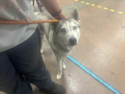 Shelter Stray Male Dog last seen , 14409 Vanowen St, Van Nuys, CA 91405, USA