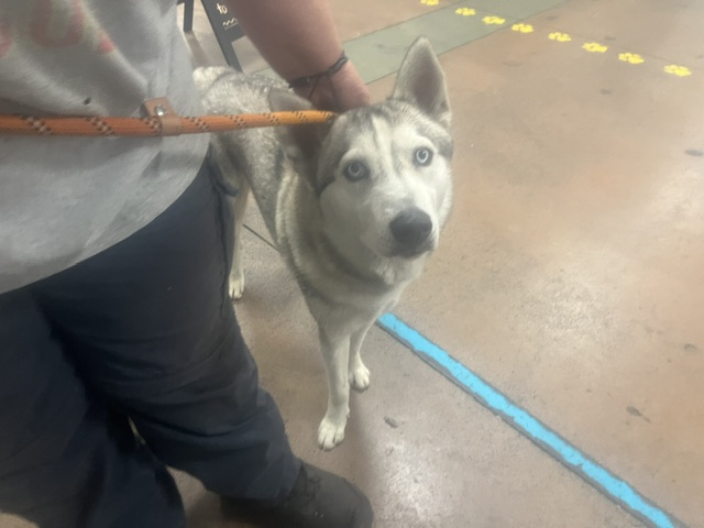 Shelter Stray Male Dog last seen , 14409 Vanowen St, Van Nuys, CA 91405, USA