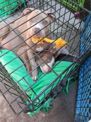 Lost Female Dog last seen Metro Washington station, Los Angeles, CA 90021